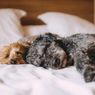 4 Alasan Anjing Peliharaan Tidak Boleh Tidur di Kasur Pemiliknya