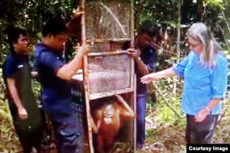 Birute (kanan) bersama orangutan yang berhasil diselamatkan