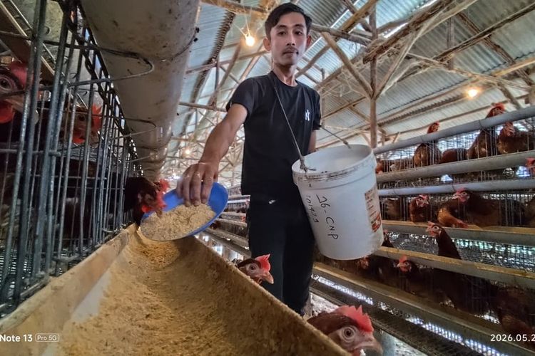 Jejak Jagung dari Pelabuhan ke Kandang Ternak, Menjaga Rantai Pangan dan Roda Ekonomi dari Pesisir Jawa
