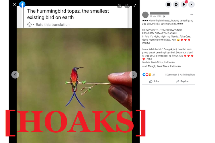 Tangkapan layar unggahan hoaks di sebuah akun Facebook, mengeklaim foto burung terkecil di dunia bernama hummingbird topaz.