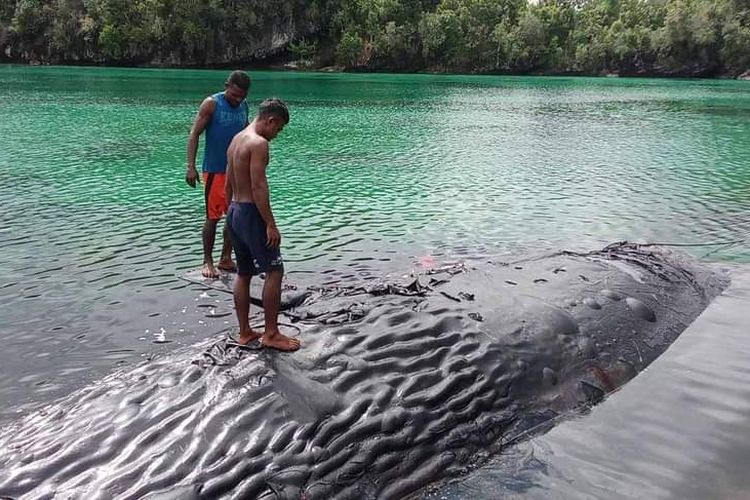 Bangkai paus sperma ditemukan di perairan Kampung Tomolol, Misool Timur, Raja Ampat, Papua Barat Daya, Selasa (4/6/2024).