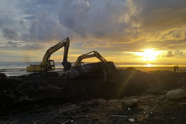 Proses penguburan bangkai paus sperma di pesisir Pantai Yeh Leh, Desa Pengeragoan, Kecamatan Pekutatan, Kabupaten Jembrana, Provinsi Bali, Senin (10/4/2023) petang.