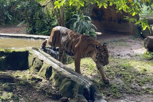 Harimau di Ragunan dan Riak Kegelisahan di Balik Jeruji Kandang