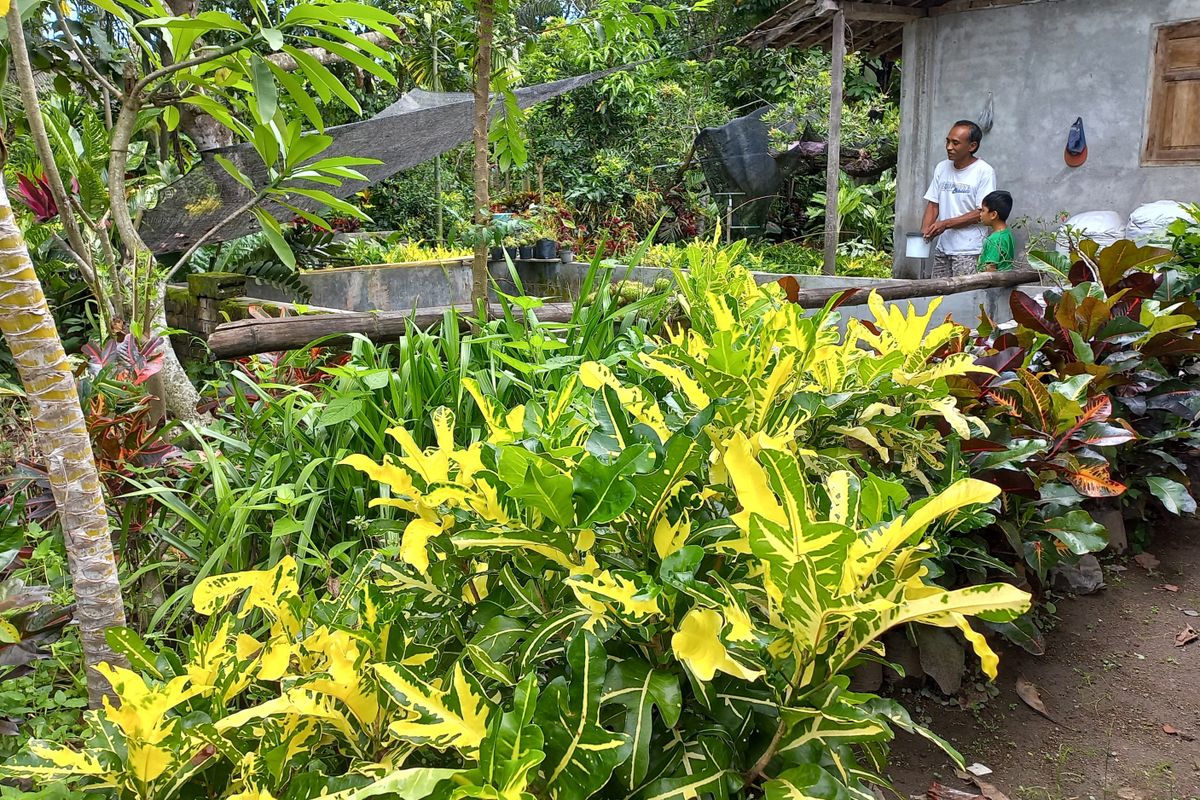 Budidaya tanaman hias di Desa Tales, Kecamatan Ngadiluwih, Kabupaten Kediri, Jawa Timur.