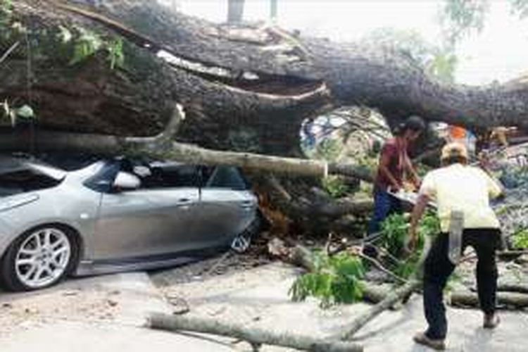 Pohon Trembesi usia 150 tahun tumbang menimpa kendaraan dan manusia, Senin (9/1/2017)