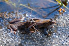 Katak Berkembang Biak dengan Cara Ovipar, Kecuali Spesies Ini