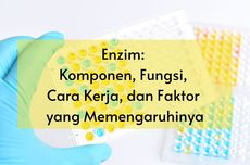 Enzim: Komponen, Fungsi, Cara Kerja, dan Faktor yang Memengaruhinya