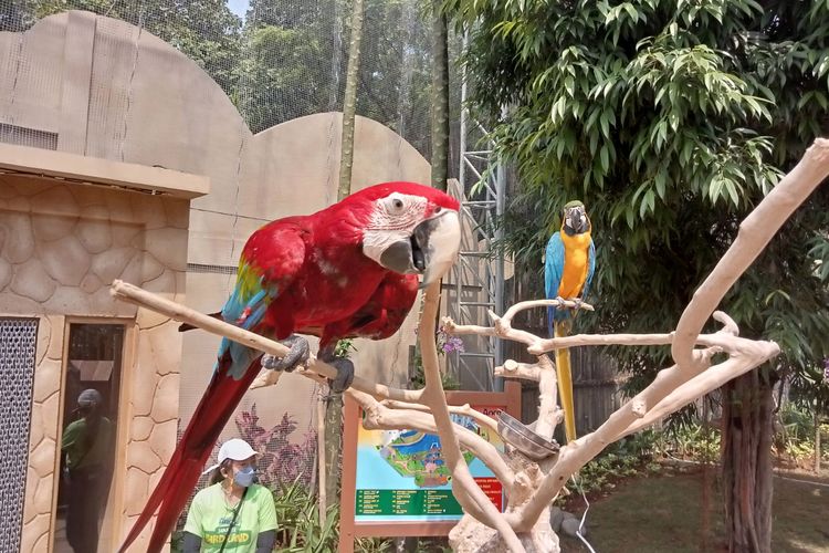 Pengunjung bisa berinteraksi langsung dengan para burung di Jakarta Bird Land
