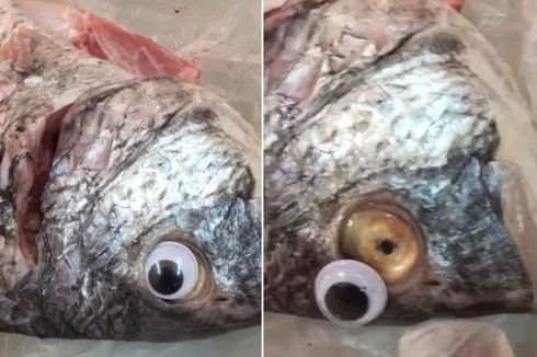 Biar Tampak Segar, Toko di Kuwait Pasang Mata Mainan pada Ikan