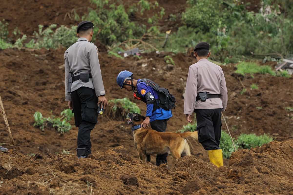 Pencarian korban tertimbun longsor akibat gempa menggunakan anjing pelacak di Kampung Pos, Desa Cijedil, Kecamatan Cugenang, Kabupaten Cianjur, Jawa Barat, Selasa (22/11/2022). Sedikitnya 162 orang meninggal dunia, 326 warga luka-luka, dan 13.784 orang mengungsi akibat gempa bermagnitudo 5,6 di Cianjur.