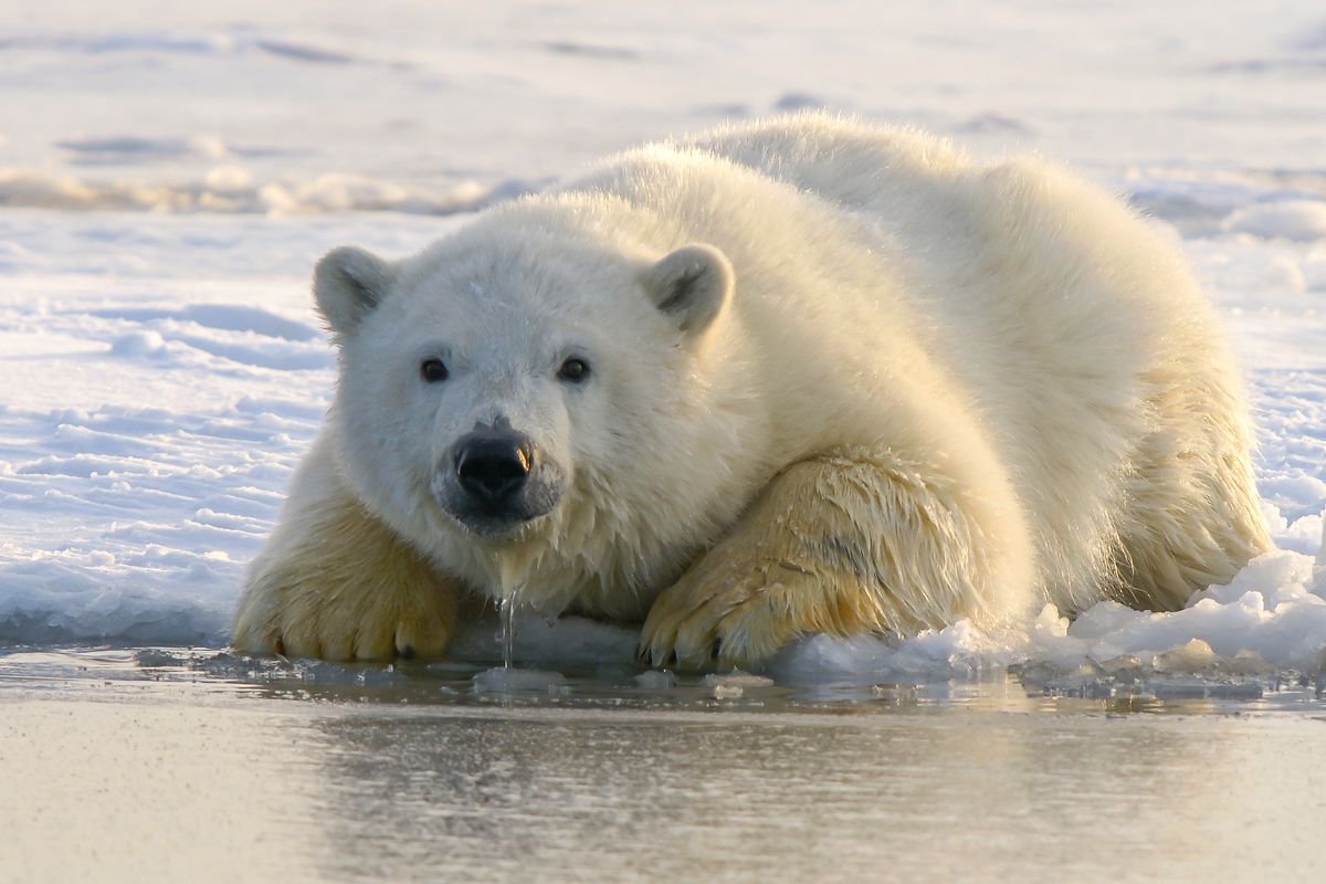 Ilustrasi beruang kutub 