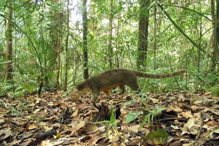 Musang Sulawesi atau Sulawesi Civet (Macrogalidia musschenbroekii) yang tertangkap kamera jebak di kawasan Taman Nasional Bogani Nani Wartabone.