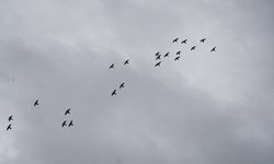 Tak Lagi Bebas Flu Burung H5, Australia Kini Darurat Satwa Liar