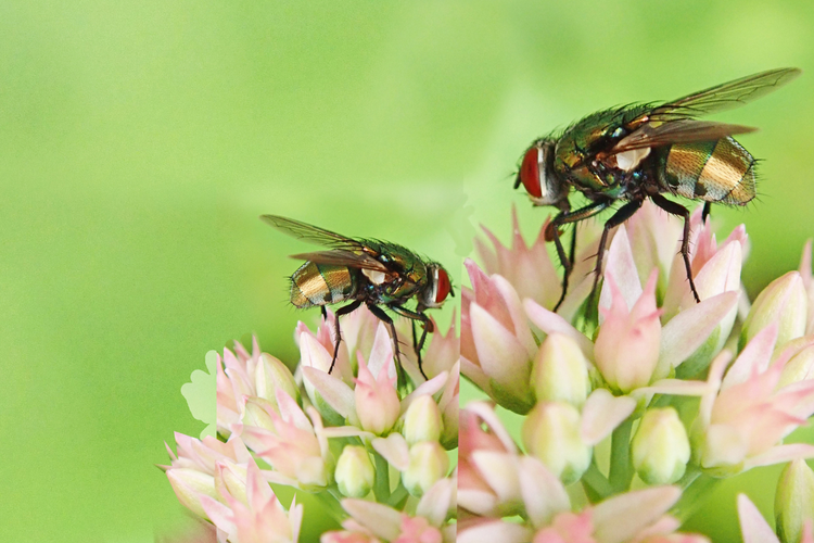 7 Hewan Polinator sebagai Perantara Penyerbukan Halaman all - Kompas.com