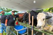 Bawa Sapi-sapi Berbobot Jumbo Ikuti Kontes, Taufiq Berharap Pemerintah Lebih Perhatikan Peternak