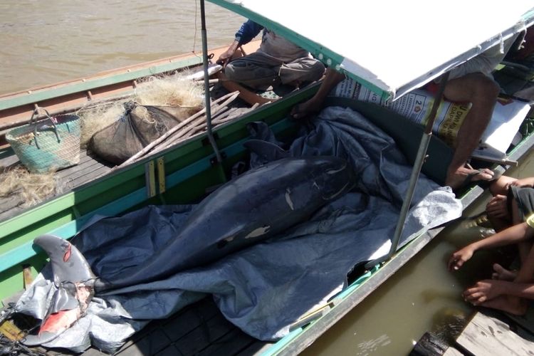 Pesut Mahakam mati saat dievakuasi warga menggunakan perahu di Desa Muara Wis, Kabupaten Kutai Kertanegara, Kaltim, Jumat (14/8/2020). 