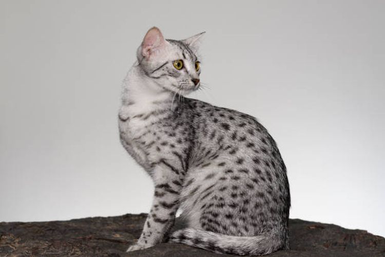 Ilustrasi kucing Egyptian Mau, ras kucing tertua di dunia.