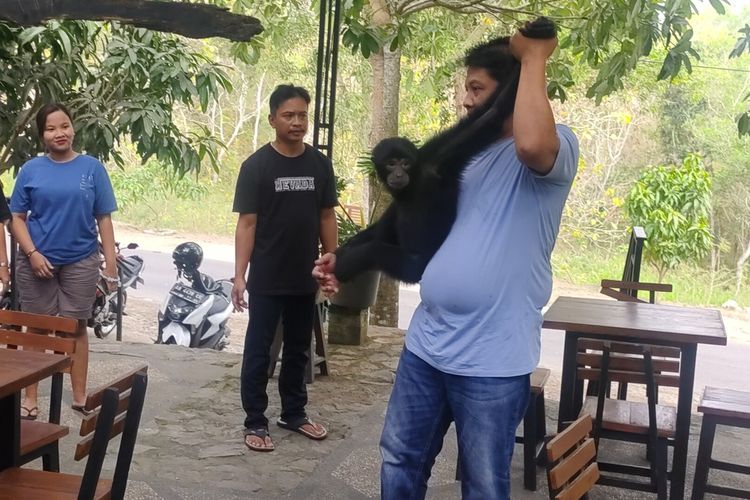 Primata siamang di rumah makan kafe di Padukuhan Geden, Kalurahan Sidorejo, Kapanewon Lendah, Kabupaten Kulon Progo, Daerah Istimewa Yogyakarta diserahkan ke KSDA.