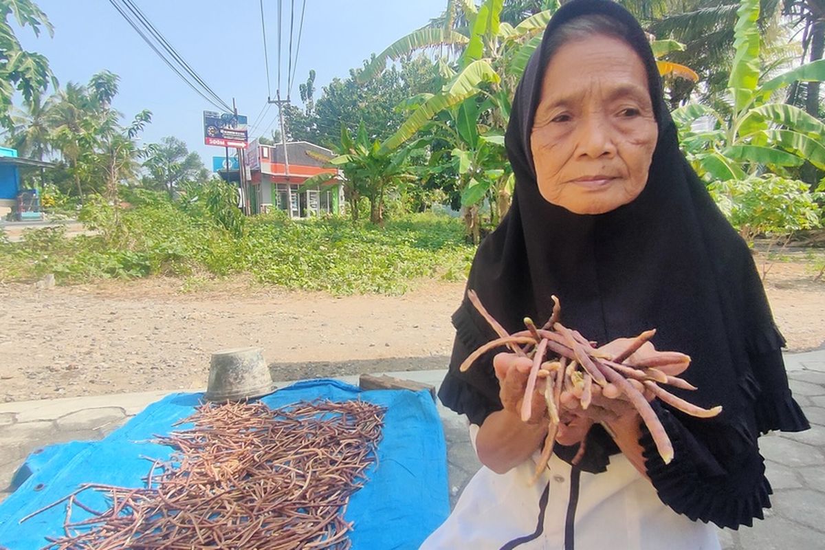 Tukijah (75) panen kacang tholo dari pekarangan rumahnya di Pedukuhan Dalangan, Kalurahan Triharjo, Kapanewon Wates, Kabupaten Kulon Progo, Daerah Istimewa Yogyakarta. Mbah Tukijah kehilangan dua cincin pemberian anaknya akibat penipuan.
