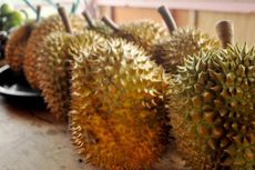 Mencicipi Durian Otong Rasa Mentega di Kampung Inggris