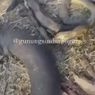 Puluhan Ular Besar Ditemukan Mati Seusai Kebakaran Lahan di Gunung Sindur Bogor