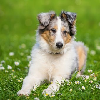 Ilustrasi anjing dan kelinci di taman.