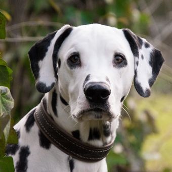 Ilustrasi ras anjing Dalmatian.