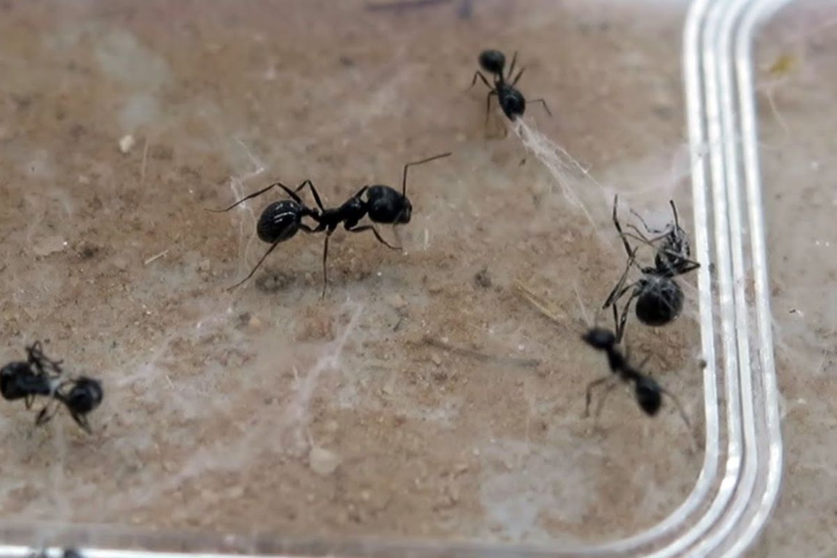 Aksi heroik semut menyelamatkan saudara-saudaranya