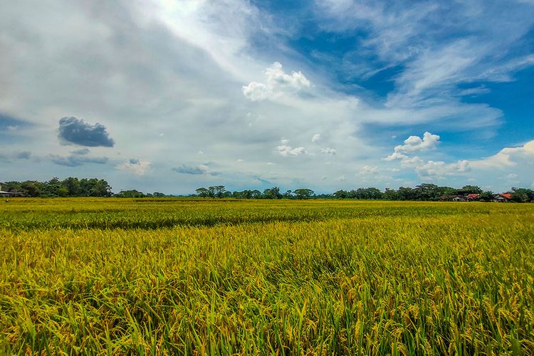 Hamparan sawah yang siap panen.