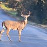 Rusa Jadi Ancaman di Beberapa Negara Bagian AS, Tewaskan Ratusan Orang