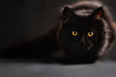Kenapa Mata Kucing Menyala Saat Gelap?