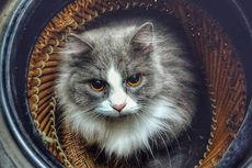 Tips Merawat Kucing Persia agar Tetap Bersih dan Sehat