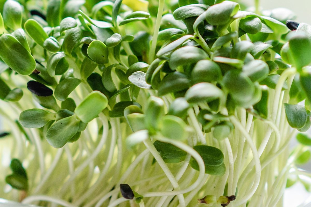 Ilustrasi microgreens, menanam microgreens di dalam ruangan. 