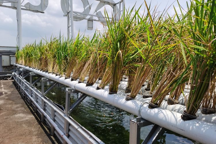 Ilustrasi padi hidroponik, menanam padi dengan sistem hidroponik. 