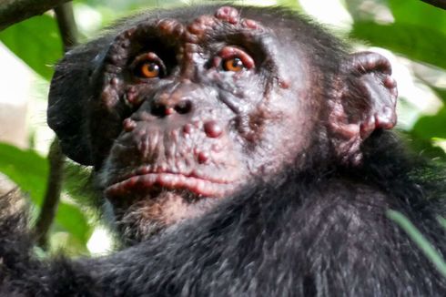 Pertama Kali, Ilmuwan Ungkap Kasus Kusta pada Simpanse Liar