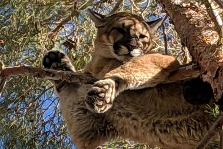 Singa gunung ini berada di pohon pada ketinggian sekitar 15 meter di dekat rumah warga, San Bernardino, California, Amerika Serikat, Sabtu (16/2/2019). (Facebook/San Bernardino County Fire)