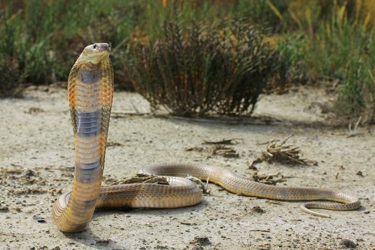 Kobra Kaspia, kobra paling mematikan di dunia