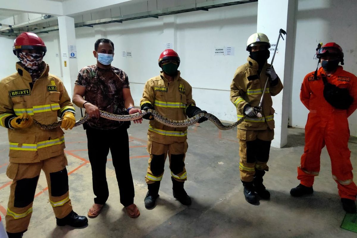 Anggota Sektor VI Tebet Suku Dinas Penanggulangan Kebakaran dan Penyelamatan Jakarta Selatan mengevakuasi seekor ular sanca batik sepanjang dua meter dan berdiameter 15 centimeter masuk ke motor milik Taufik Agustanto (43) di basement kantornya di kawasan Tebet Timur, Tebet, Jakarta Selatan pada Sabtu (27/3/2021) dini hari.