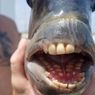 Ikan Aneh Punya Gigi Mirip Manusia Ditangkap di Pantai Amerika Serikat
