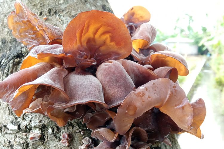 Ilustrasi jamur kuping, budidaya jamur kuping. 