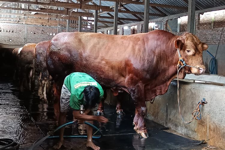 Sapi kurban Prabowo di Kabupaten Magetan beratnya mencapai 999 kilogram. Sapi yang diberi nama si Belangor tersebut merupakan sapi di peternakan milik Nuryanto Kelurahan Sarangan dengan harag Rp 100 juta.