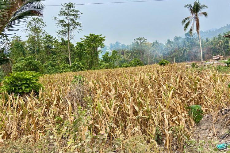Kemarau 5 Bulan di Mamuju, Petani Jagung Gagal Panen dan Rugi Jutaan Rupiah