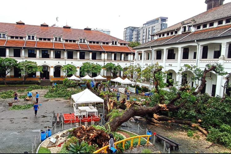 Kondisi pohon mangga Talijiwo yang berada di area halaman Historic Building Lawang Sewu (Museum Lawang Sewu) tumbang pada Sabtu (31/12/2022).