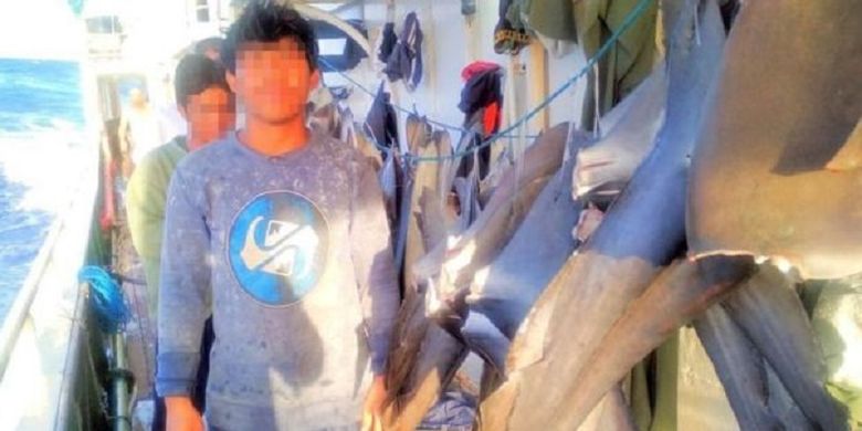 Para Anak Buah Kapal (ABK) Indonesia ketika bekerja di kapal penangkap ikan yang memburu hiu.