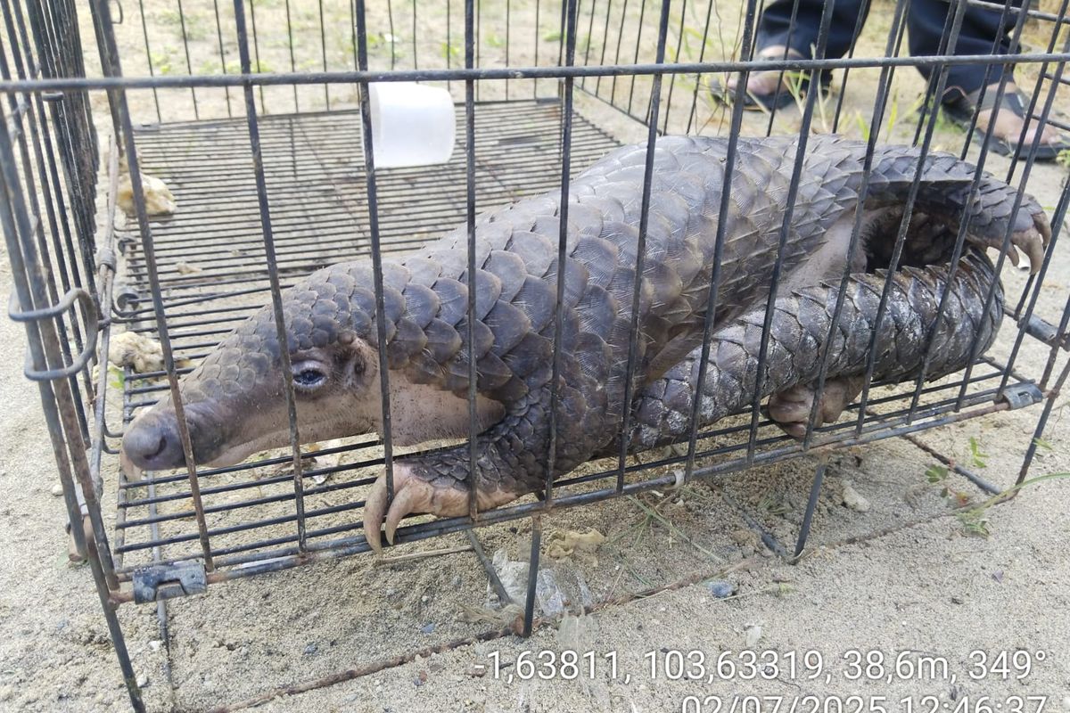 Seekor trenggiling dimankan oleh warga Pasir Putih, Kota Jambi, pada 26 Juni 2025.