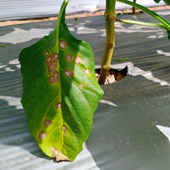 Ilustrasi tanaman cabai yang terkena penyakit Cercospora leaf spot atau bercak daun.