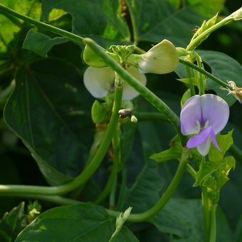 Tanaman kacang panjang