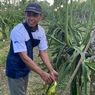 Kelompok Tani Sinar Cabe Raup Omzet Rp 30 Juta Per Bulan dari Kebun Buah Naga