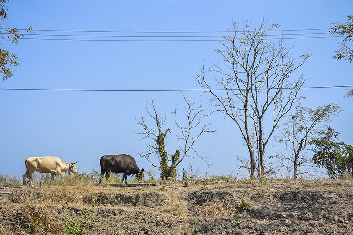 Sejumlah hewan ternak sapi mencari makan di lahan yang mengering di Kecamatan Kayangan, Tanjung, Lombok Utara, NTB, Senin (21/10/2019). Menurut data BMKG Stasiun Klimatologi Lombok Barat, wilayah NTB saat masih berada di periode musim kemarau dan diprakirakan masih akan berlangsung hingga bulan November 2019 dan masyarakat diimbau agar tetap waspada serta berhati-hati terhadap dampak yang ditimbulkan seperti kekeringan, kekurangan ketersediaan air bersih dan potensi kebakaran lahan di sebagian besar wilayah NTB.