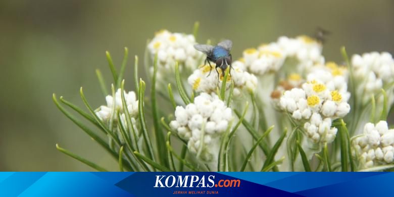 Upaya Menjaga Bunga Edelweis Dari Kepunahan,Background Keren Pemandangan Kota